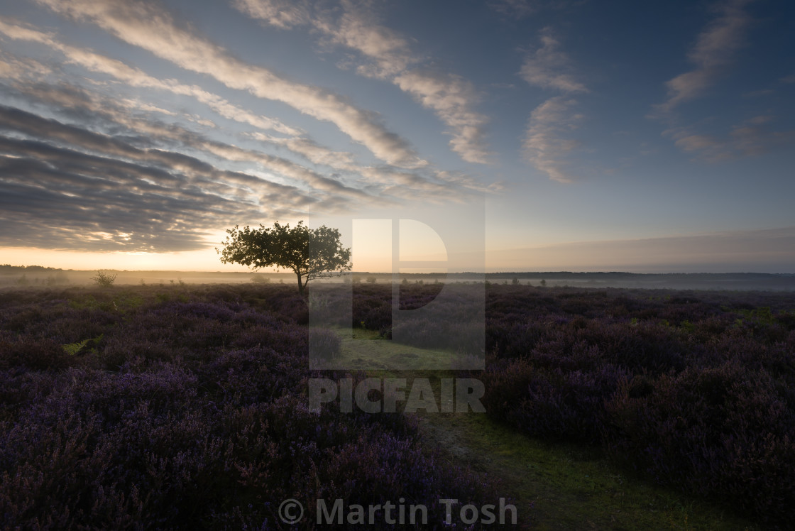 "Roydon common morning X Heather and lone tree with cloud formation skies ii" stock image