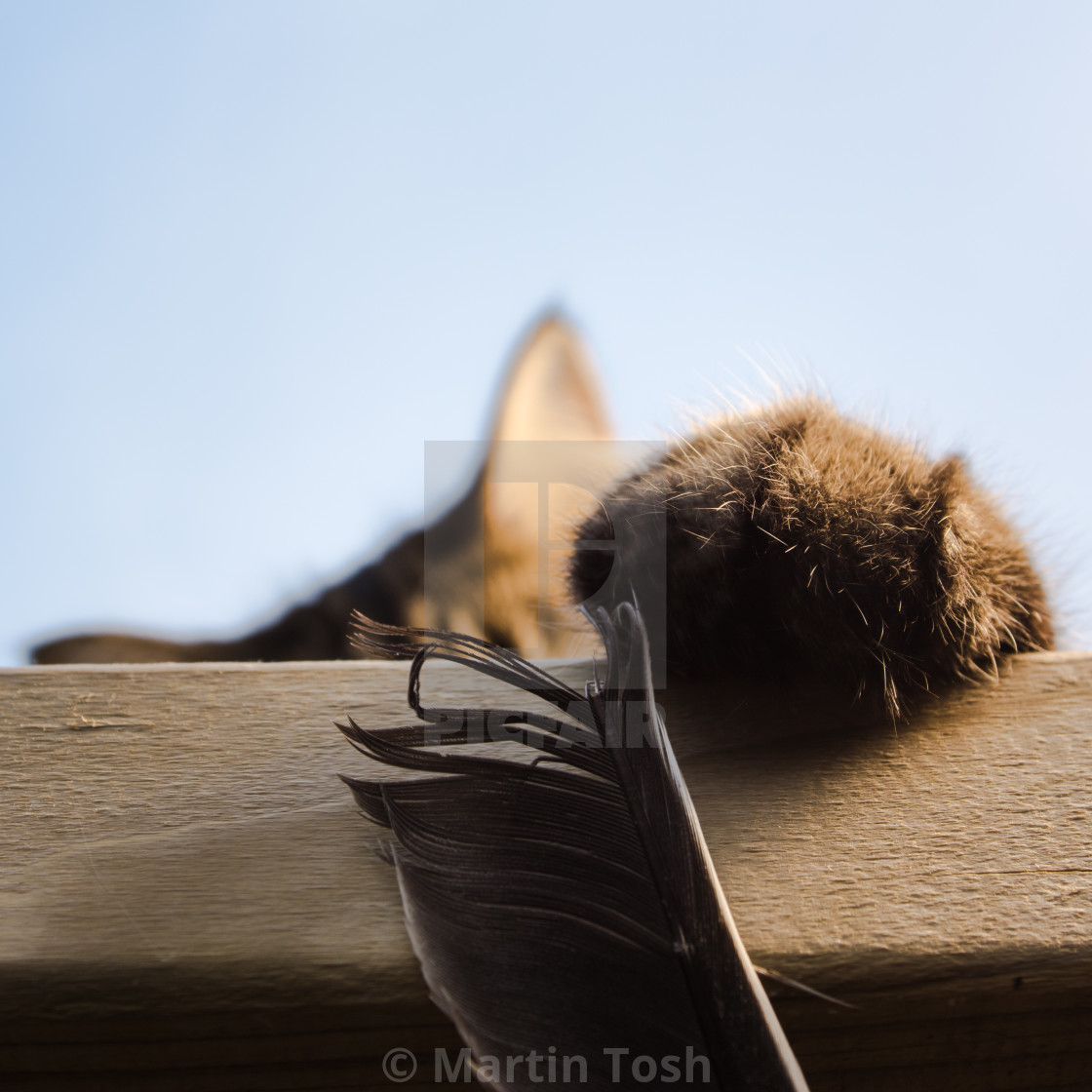 "Tabby cat paw playing with feather" stock image