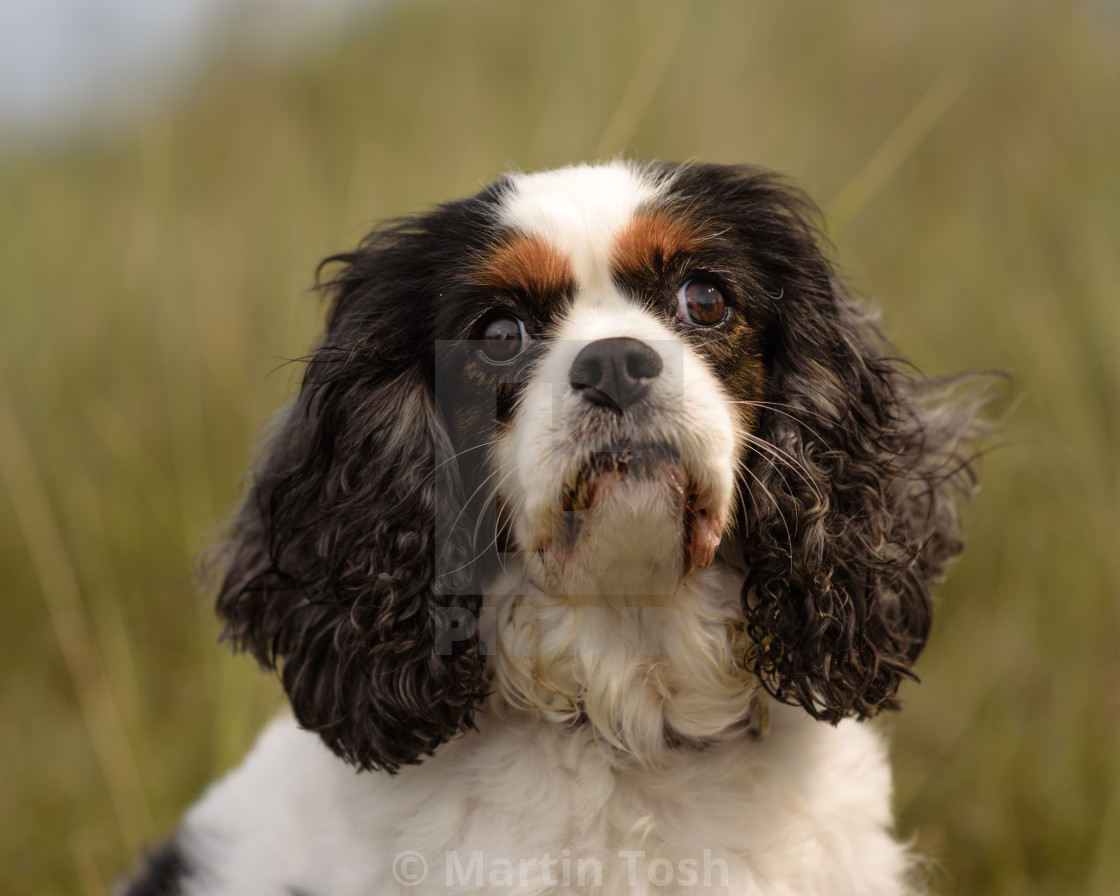 "Cavalier King Charles portrait, in dune grasses VI" stock image