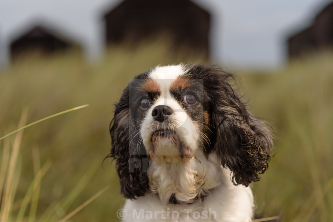 "Cavalier King Charles portrait, in dune grasses IV" stock image