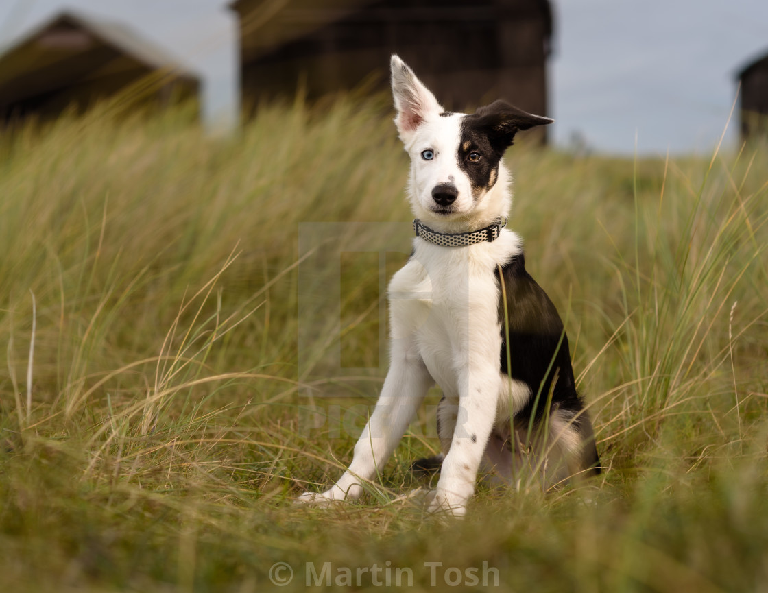 "Border collie puppy portrait, in dune grasses VI" stock image