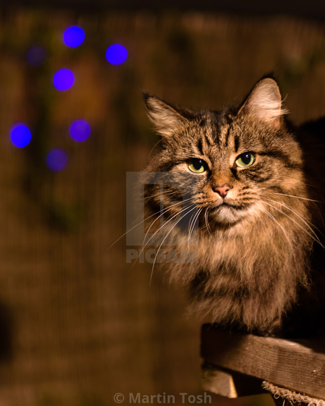 "Tabby cat evening portrait on garden cat tower I. With fairy lights background i" stock image