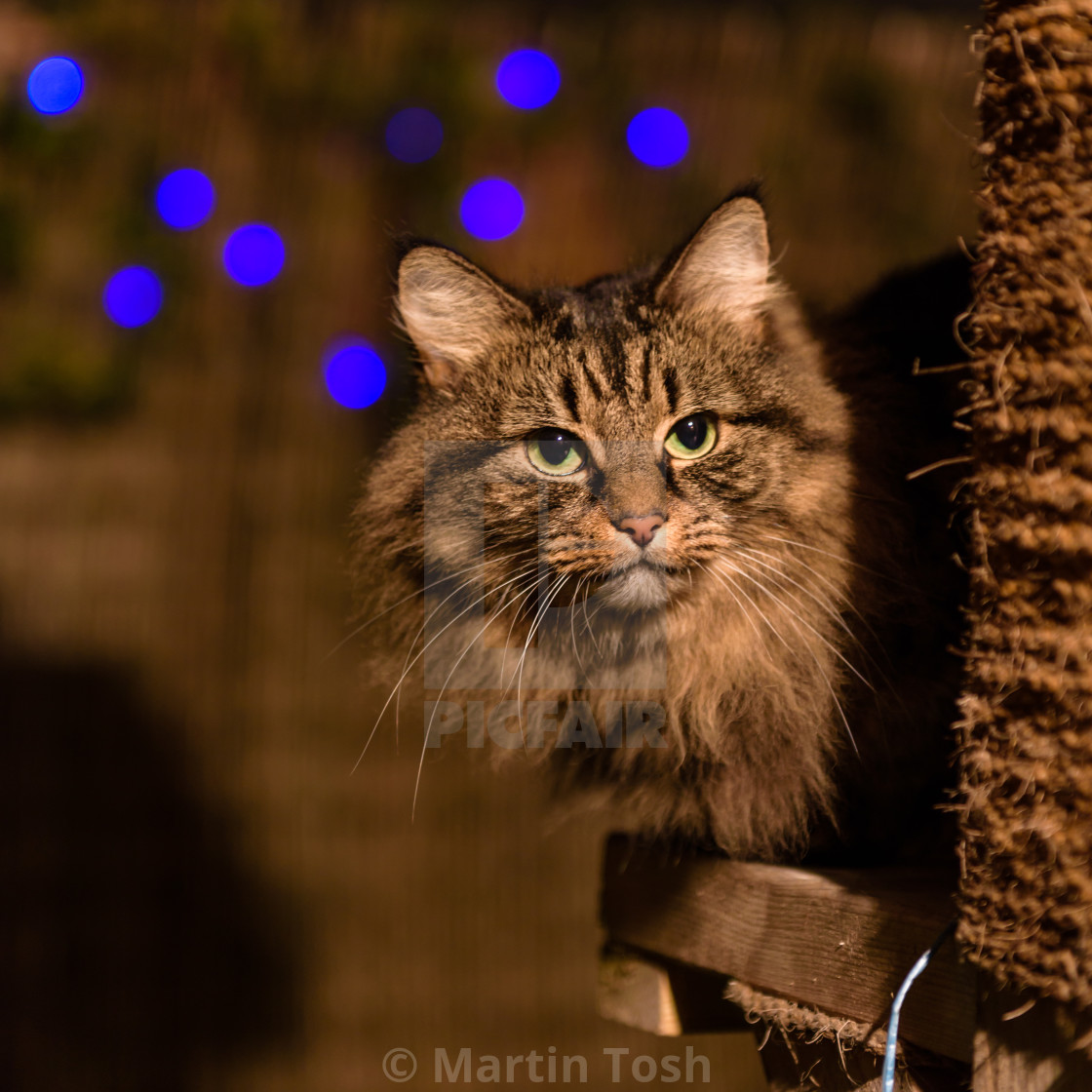 "Tabby cat evening portrait on garden cat tower I With fairy lights backgound i" stock image