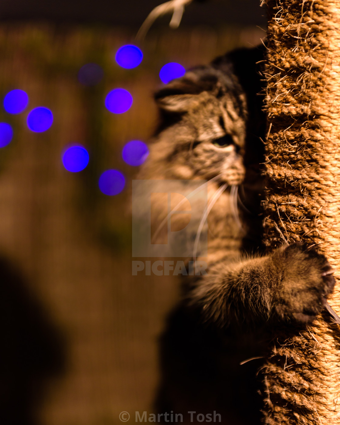 "Tabby cat evening portrait on garden cat tower V. With fairy lights..." stock image