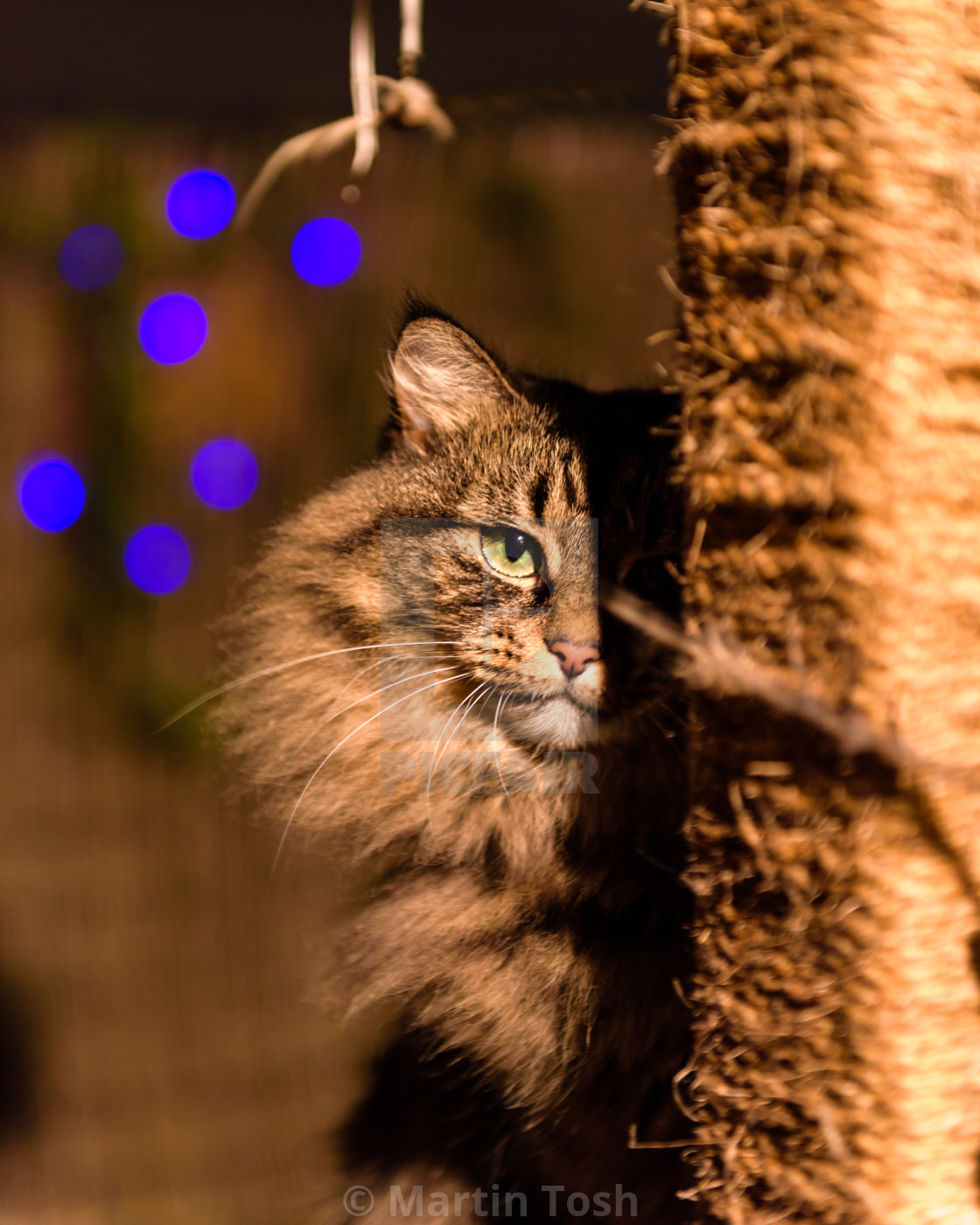 "Tabby cat evening portrait on garden cat tower IV. With fairy lights..." stock image