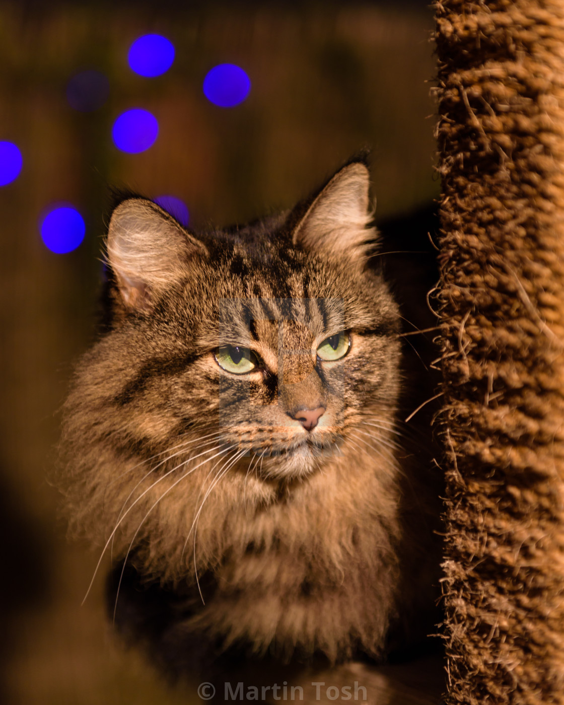 "Tabby cat evening portrait on garden cat tower VI. With fairy lights..." stock image