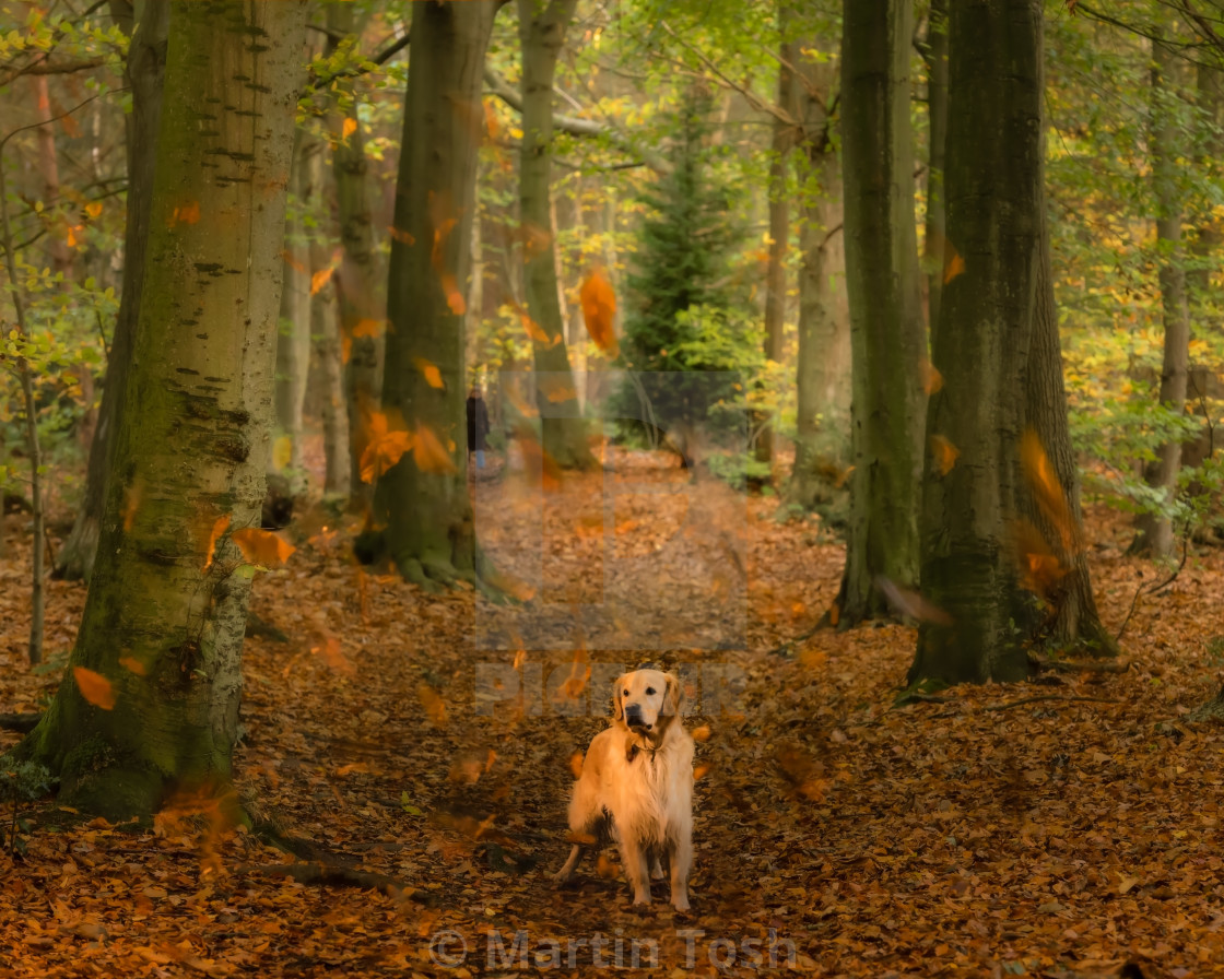 "Golden retriever in autumn woodland I With windblown leaves" stock image