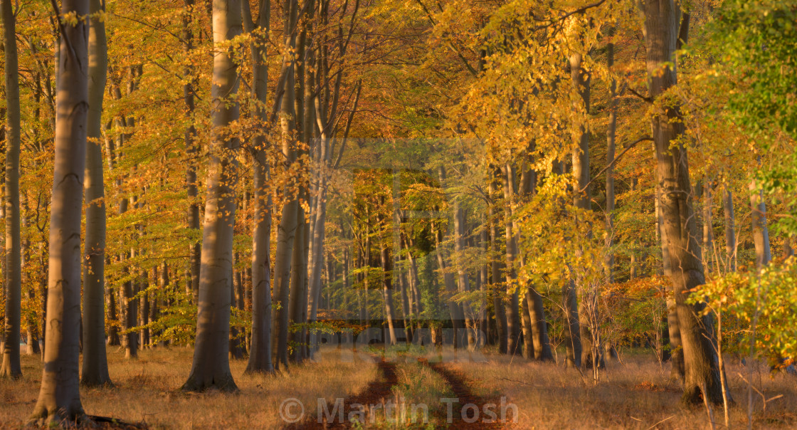 "Elveden forest autmn avenue II" stock image