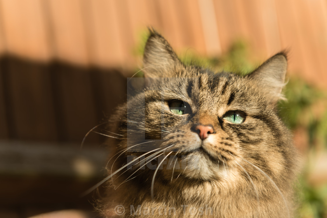 "Portrait of tabby cat, in the garden I" stock image