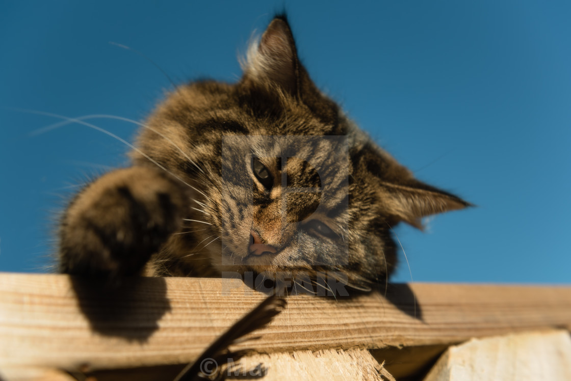 "Tabby cat playing with feather I" stock image