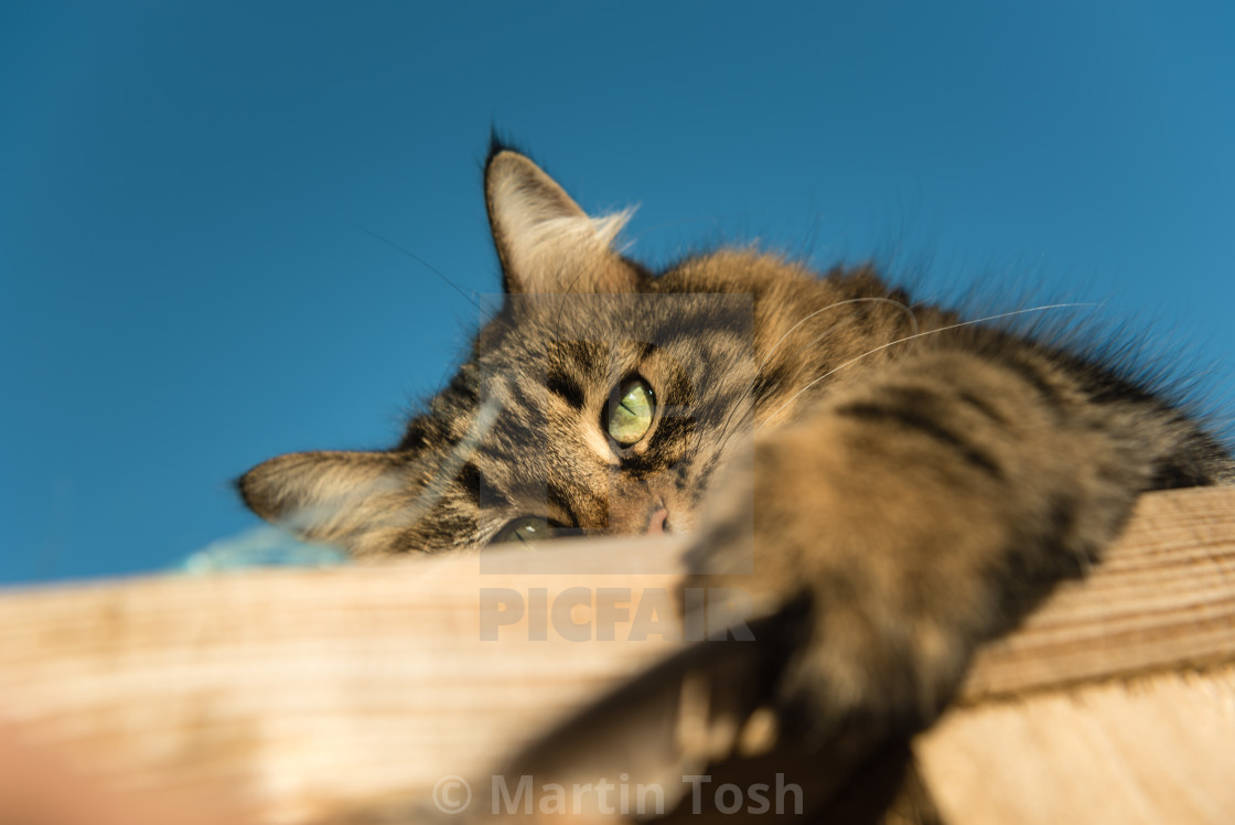 "Tabby cat playing with feather III" stock image