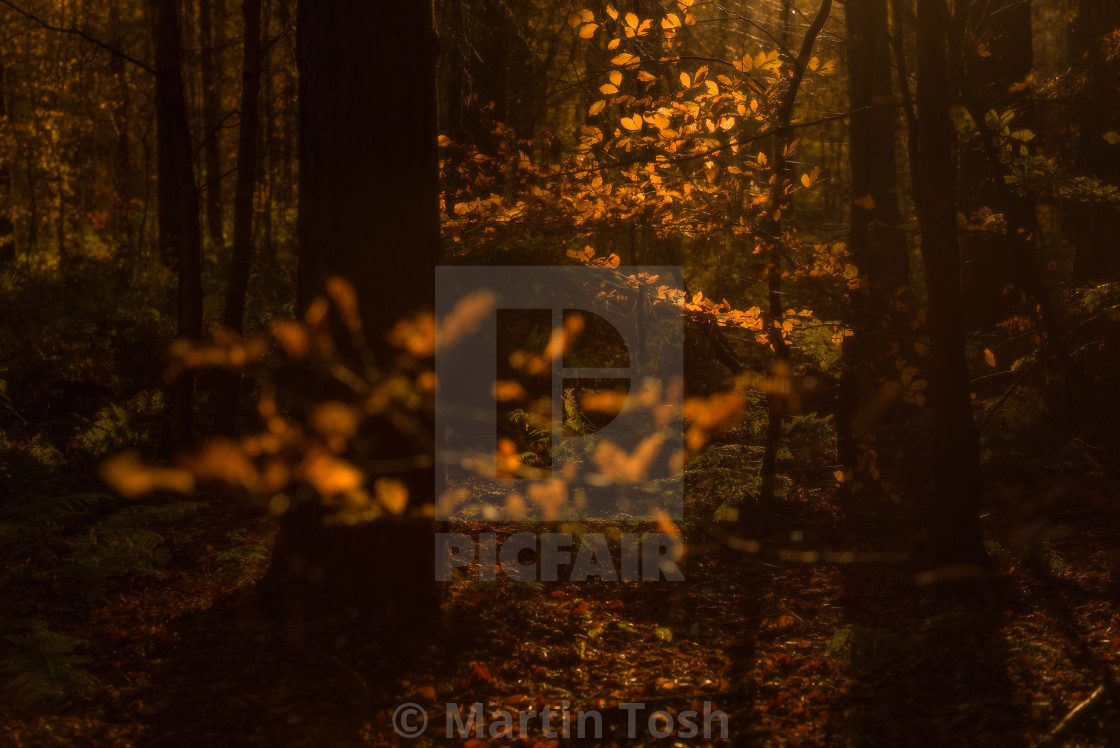 "Linger. Sunlit autumn leaves in dark forest II" stock image