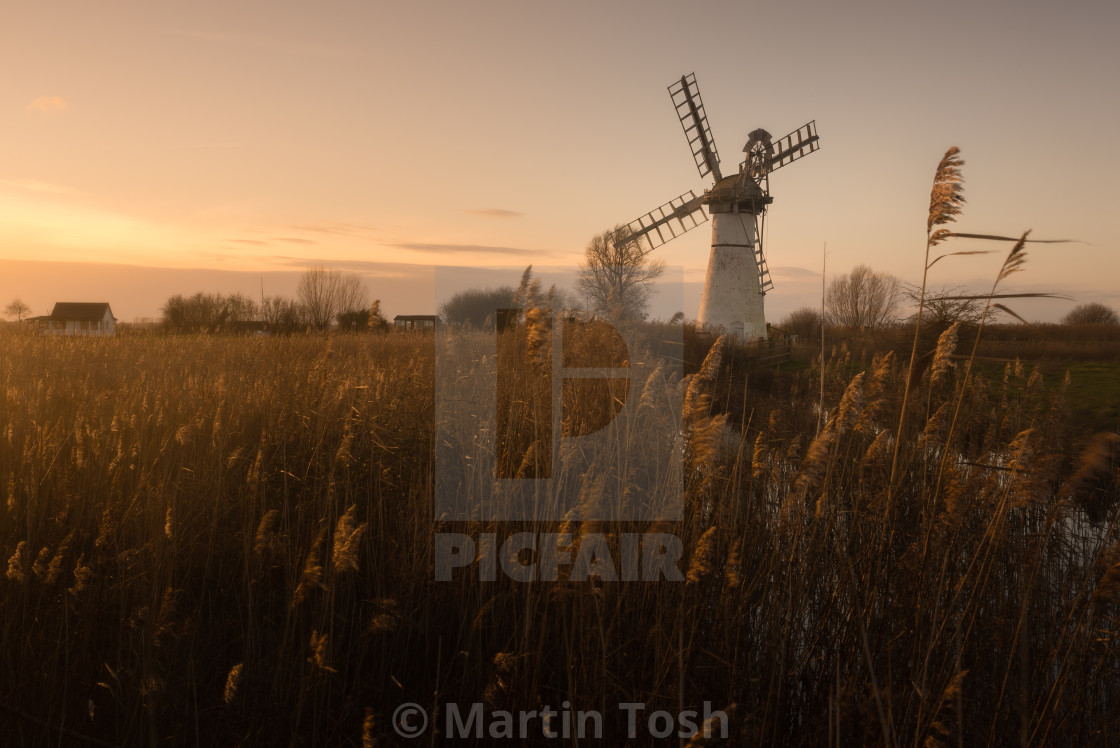 "Thurne Mill evening VI. Golden reeds and windmill at sunset vi" stock image