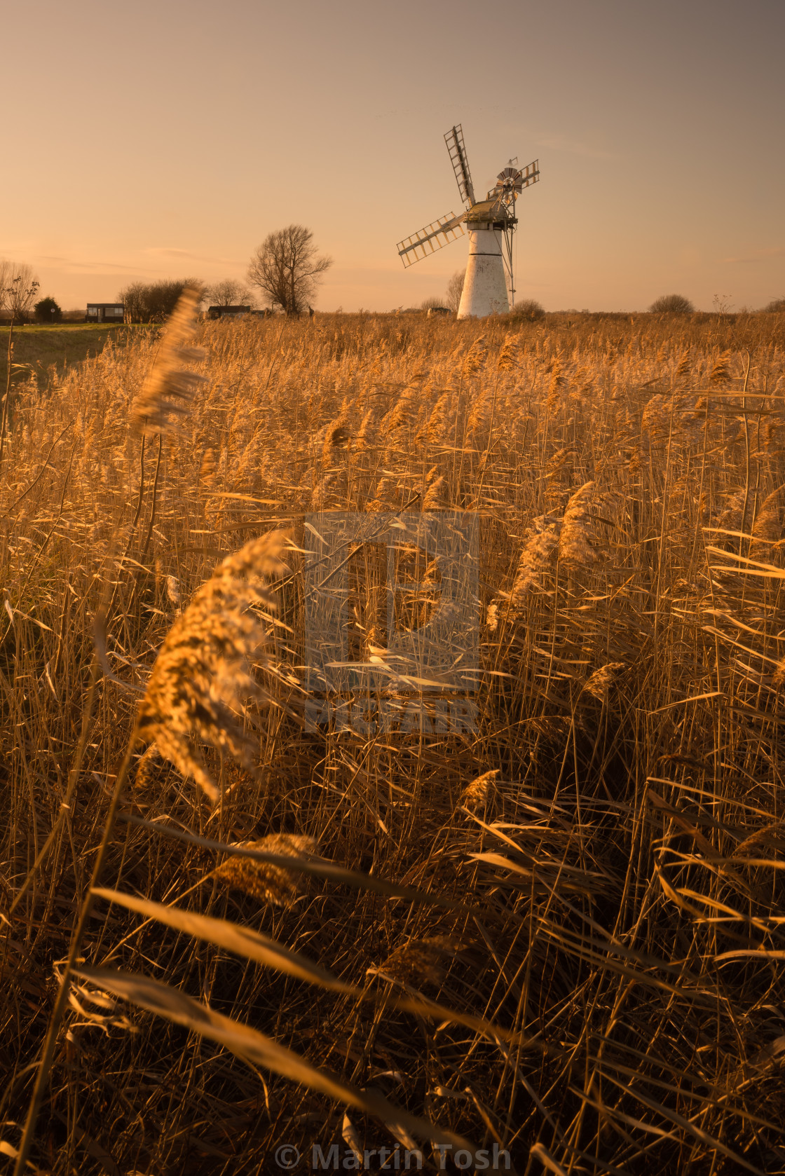 "Broadland glow. Thurne Mill evening II. Golden reeds and windmill at sunset ii" stock image