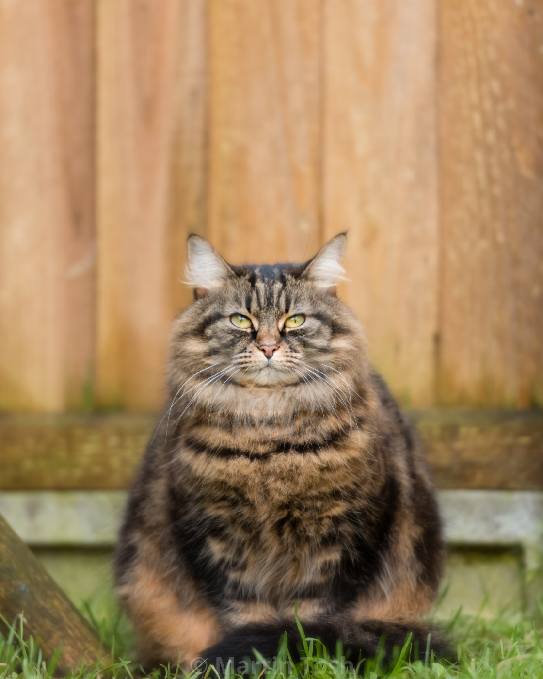 "Tabby cat portrait, in front of garden fence" stock image