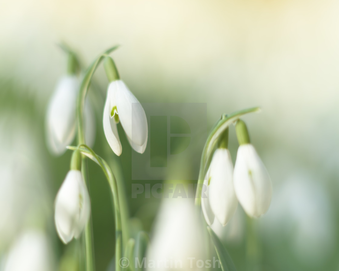 "Pearls of winter. Soft snowdrop study" stock image