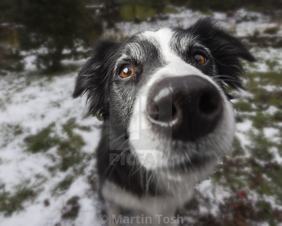 "Border collie portrait, in snowy garden. Nose close up" stock image