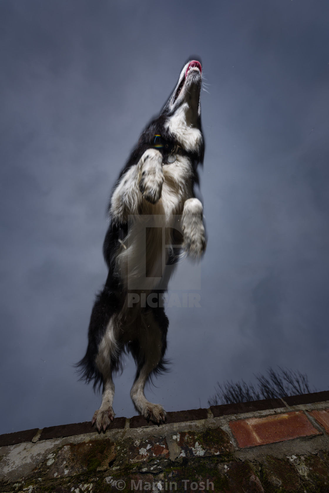 "Border collie leaping from wall. Upward aspect" stock image