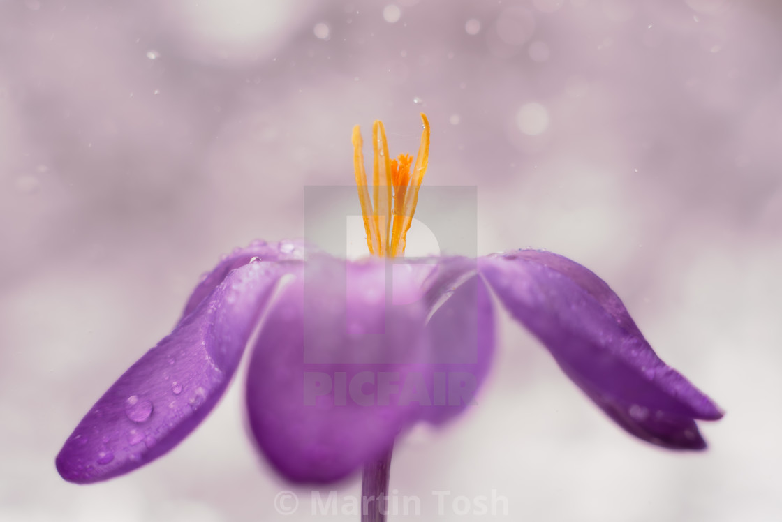 "Open. Crocus with raindrops and soft backgound, cool tones" stock image