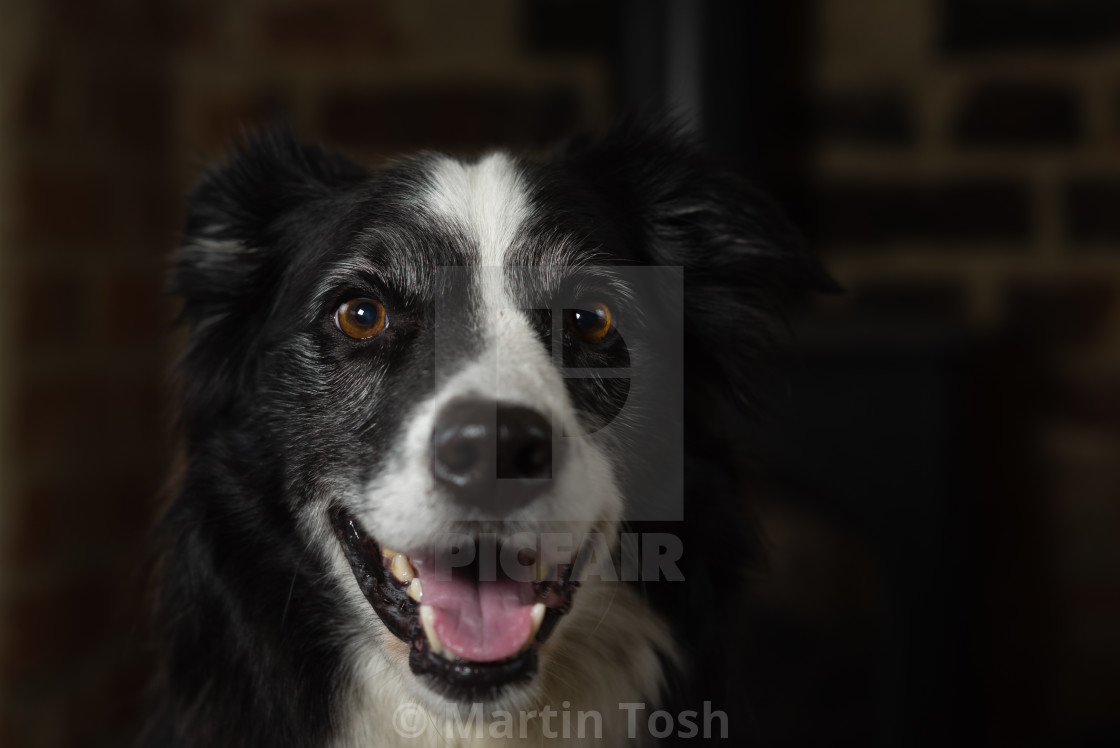 "Border collie portrait, in front of stove" stock image