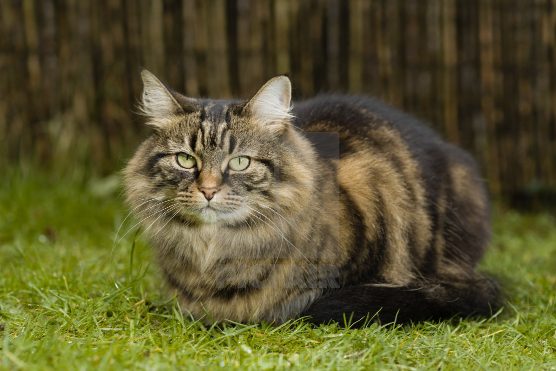 "Loafing tabby cat in garden IV" stock image