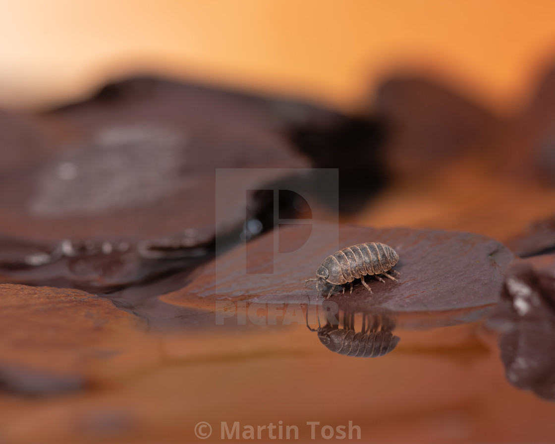 "Life on Mars. Woodlouse on rocks and water reflections I" stock image