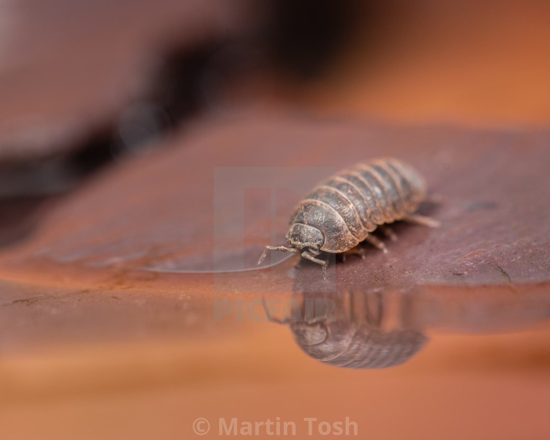 "Woodlouse on rocks and water reflections II" stock image