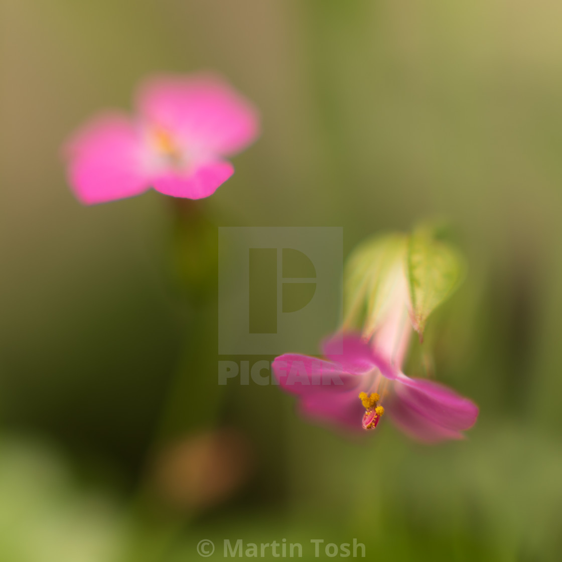 "Roundleaf geranium flowers IV soft background" stock image