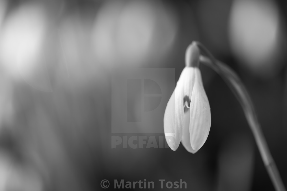 "Spotlight. Single snowdrop in mono, oof snowdrop background" stock image