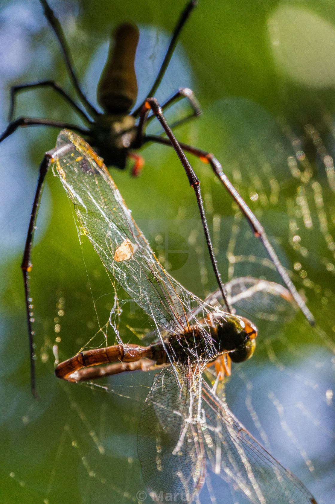 A Large Northern Golden Orb Weaver Or Giant Golden Orb Weaver Spider Is License Download Or Print For 12 40 Photos Picfair