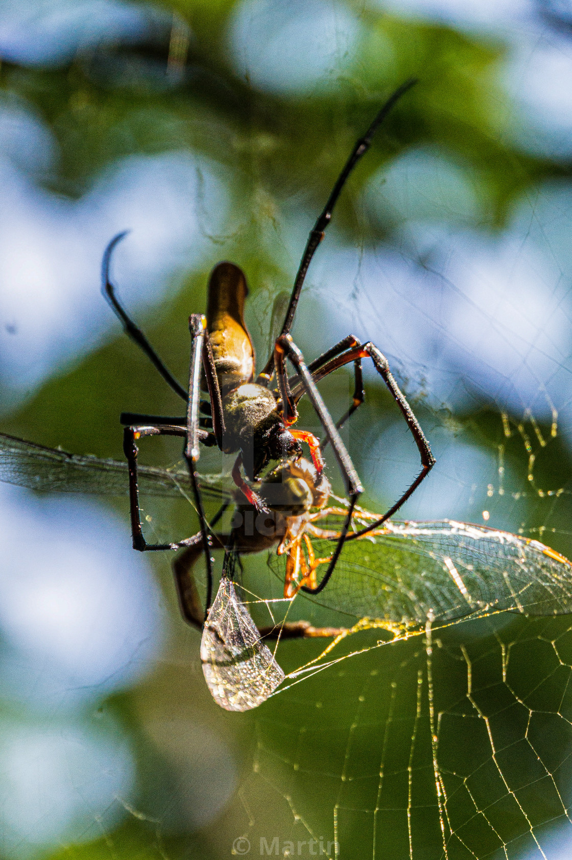 A Large Northern Golden Orb Weaver Or Giant Golden Orb Weaver