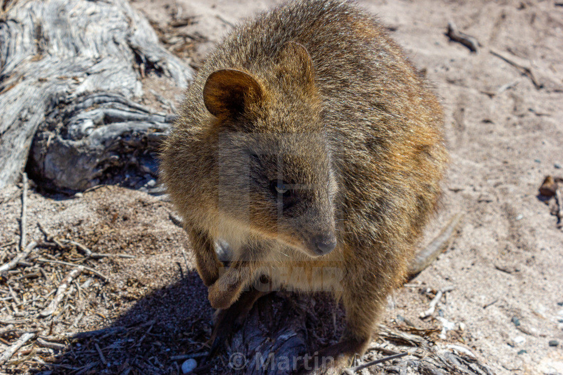 Australian Quokka On Rottnest Island Perth Australia License Download Or Print For 12 40 Photos Picfair