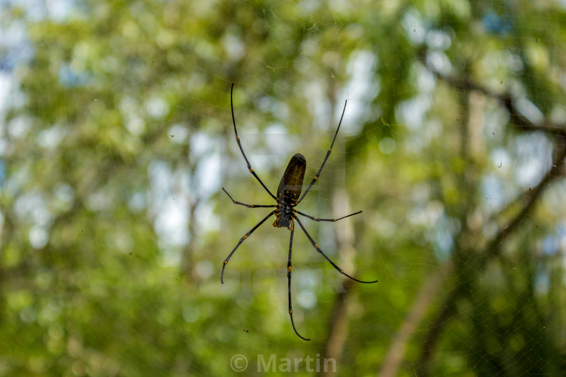 A Large Northern Golden Orb Weaver Or Giant Golden Orb Weaver Spider Nephila License Download Or Print For 12 40 Photos Picfair