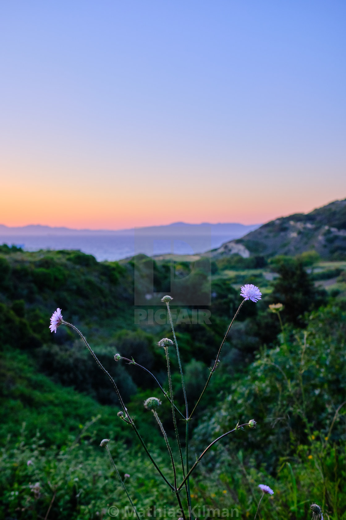 Flowers In The Foreground With A Green Valley In The Middle Ground And Sea And Mountains In The Background At Sunset License Download Or Print For 9 92 Photos Picfair