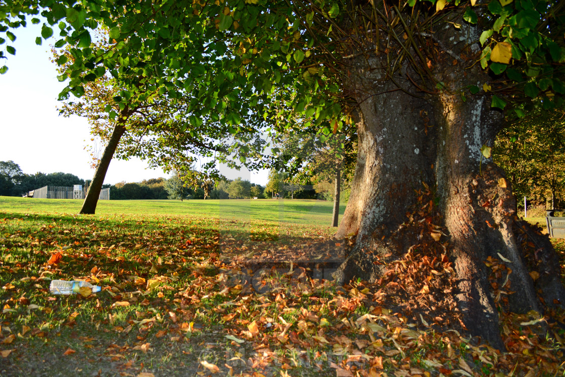 "Majestic Tree Colours Autumn Sunset Park" by Matt Blythe - $12.42 "Majestic Tree Colours Autumn Sunset Park" stock image