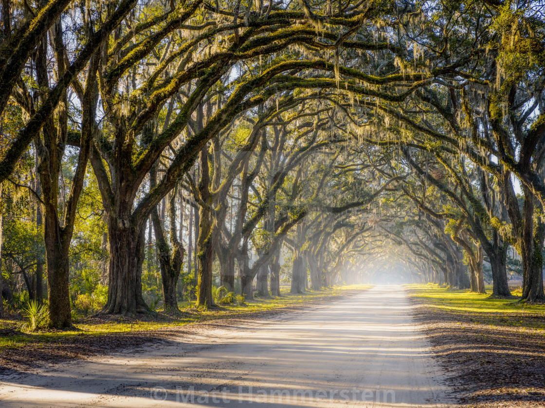 "Southern Oak Avenue" stock image