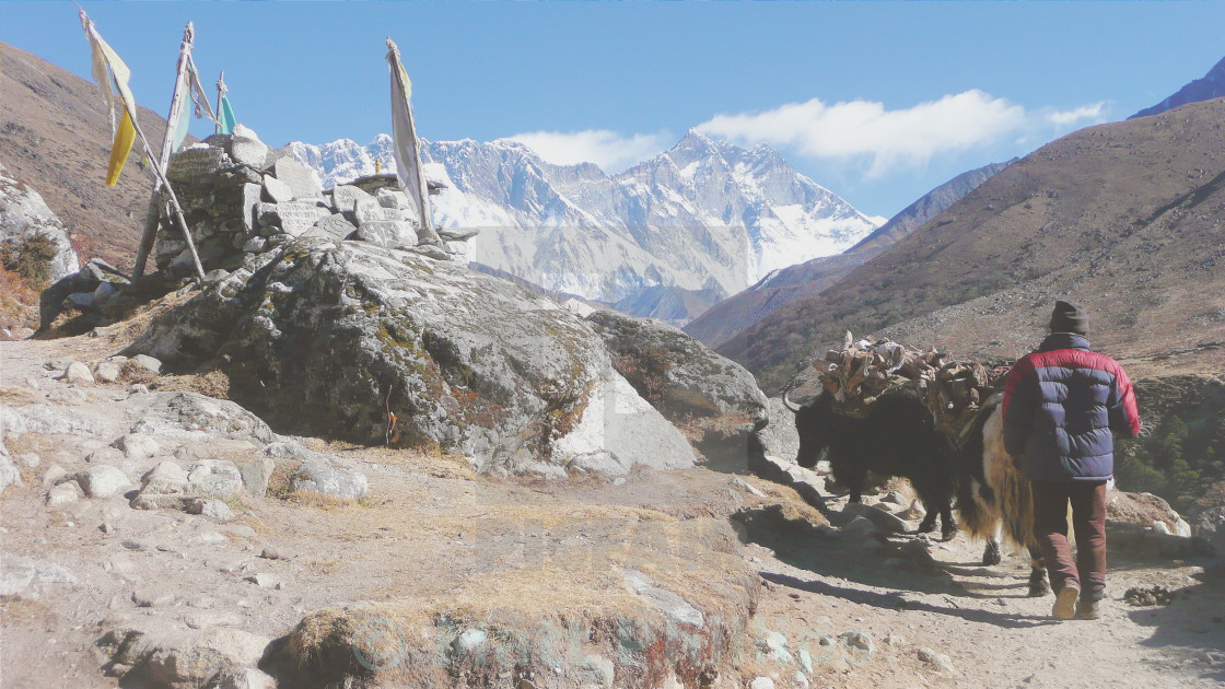 Yak Herder Mount Everest License Download Or Print For 12 40 Photos Picfair