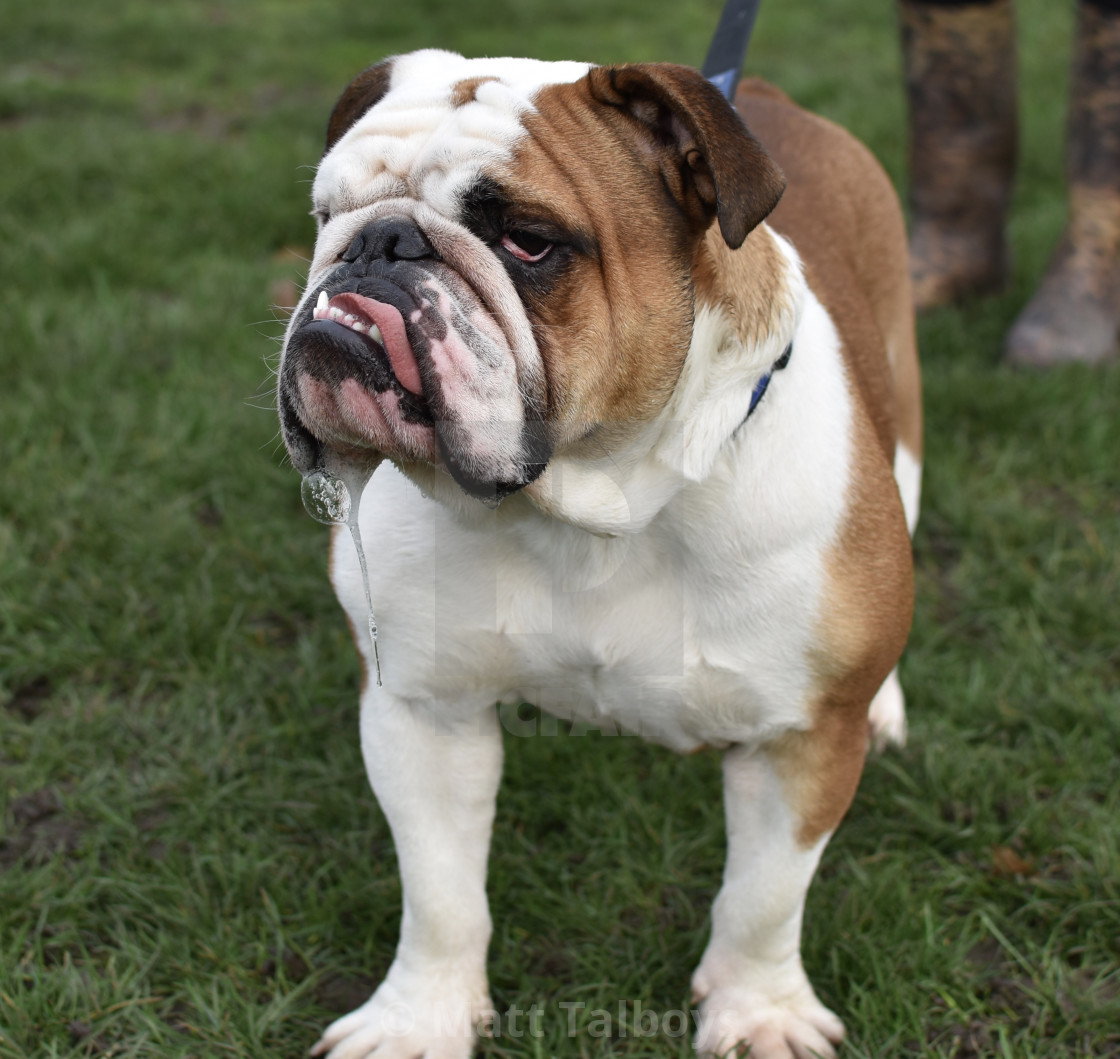english bulldog tan and white