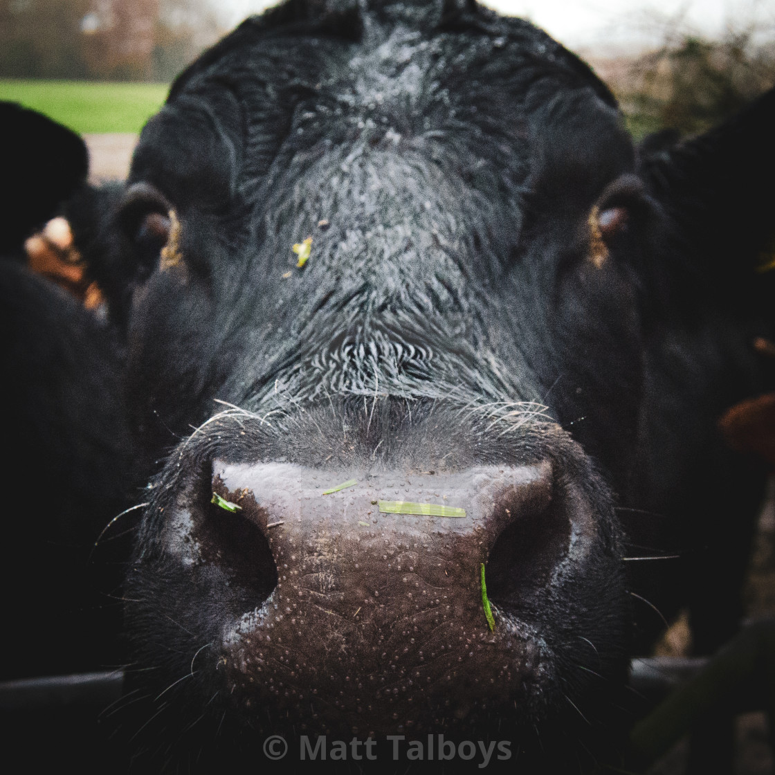 Face of a black cow - License, download or print for £ | Photos | Picfair Face of a black cow - License, download or print for £ | Photos | Picfair