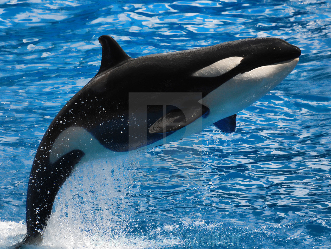 "Killer Whale Take Off" stock image