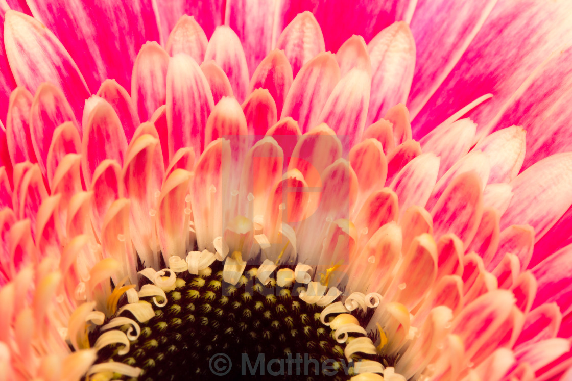 "pink flower" stock image