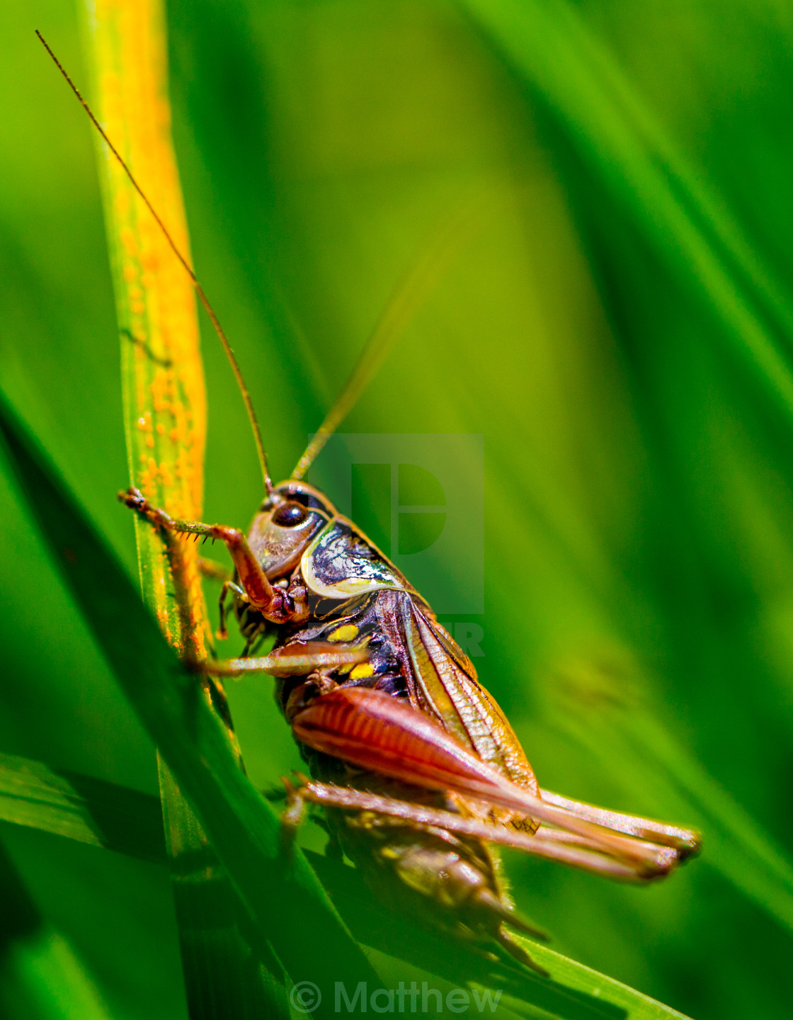 "grasshopper" stock image