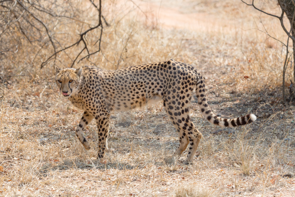 Cheetah Kruger National Park License Download Or Print For 4 96 Photos Picfair