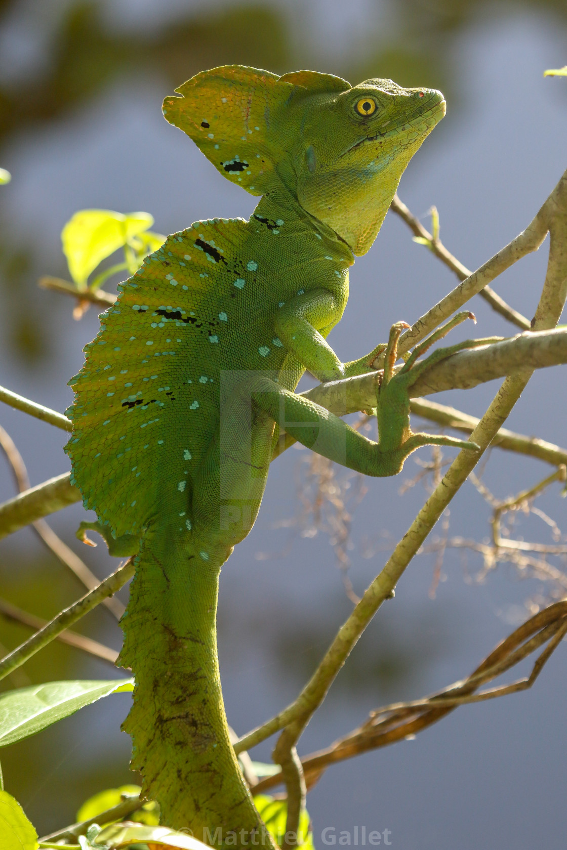 A Male Jesus Christ Lizard Cahuita National Park Costa Rica