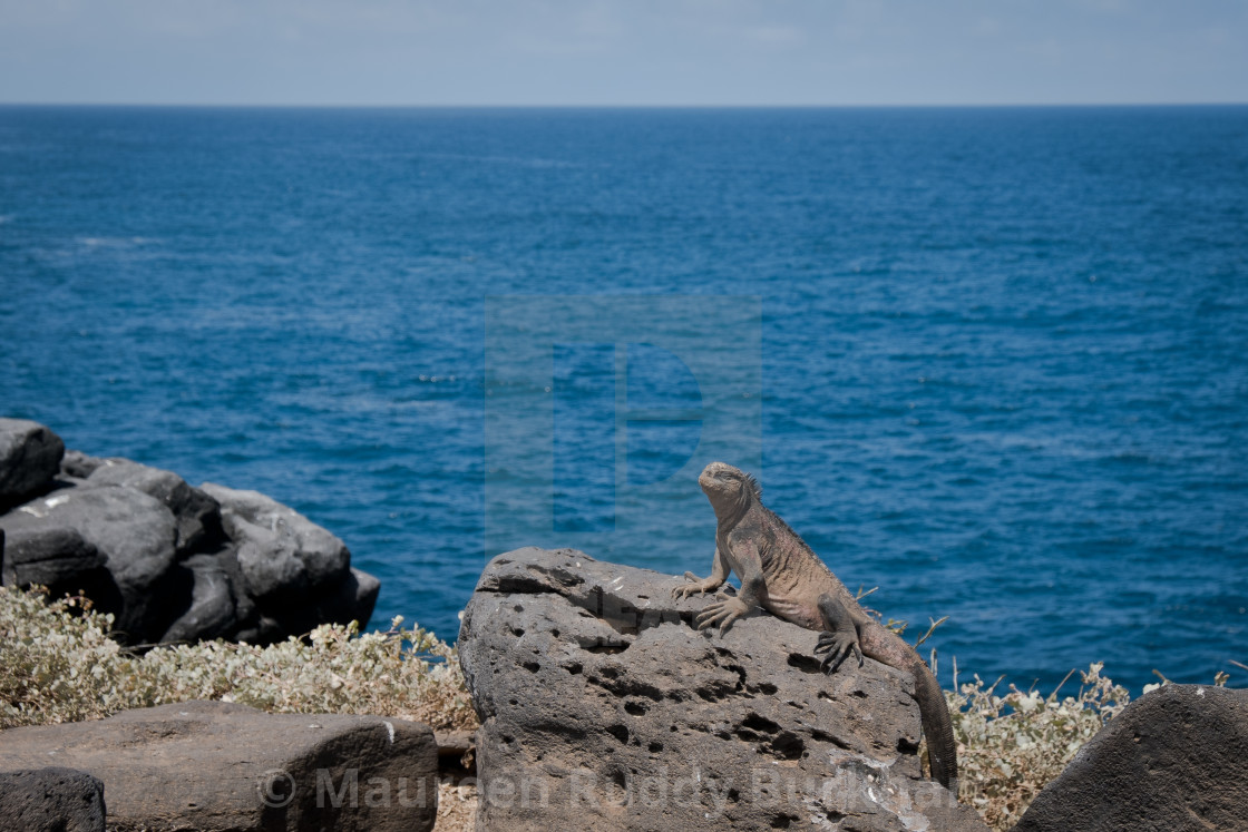 "Galapagos Marine Iguana Profile" by Maureen Ruddy Burkhart - $31.15 "Galapagos Marine Iguana Profile" stock image