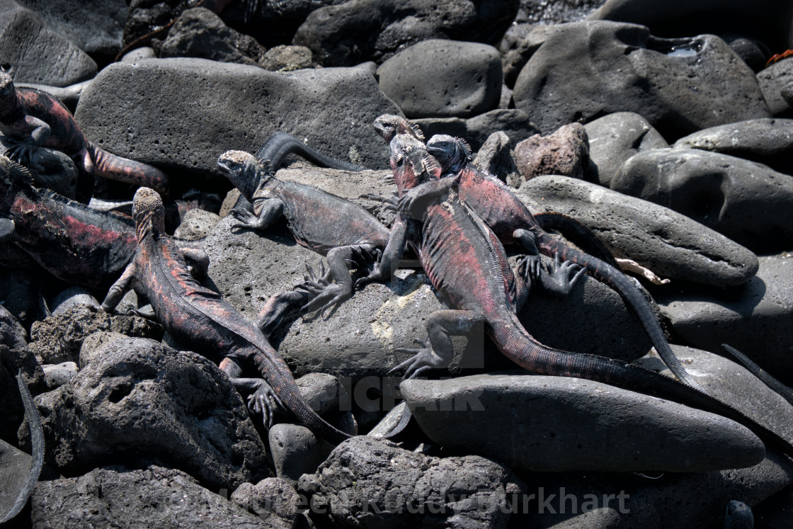 "Galapagos Marine Iguanas Warming Themselves" by Maureen Ruddy Burkhart - $31.12 "Galapagos Marine Iguanas Warming Themselves" stock image