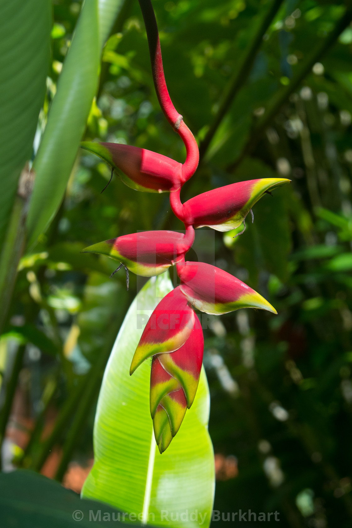 "Vertical Heliconia Bihai" by Maureen Ruddy Burkhart - $31.15 "Vertical Heliconia Bihai" stock image