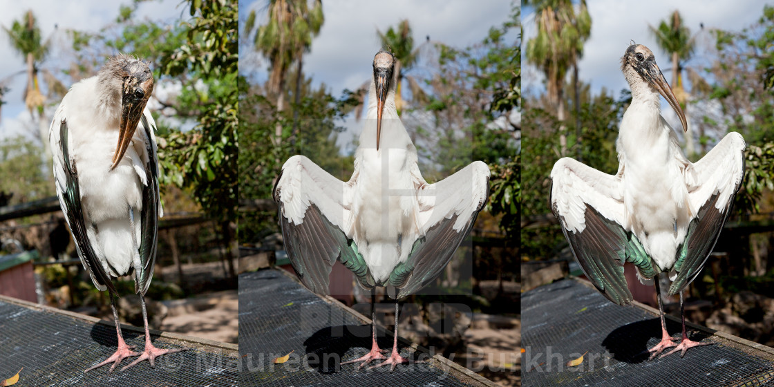 "Wood Stork Triptych" by Maureen Ruddy Burkhart - $31.15 "Wood Stork Triptych" stock image