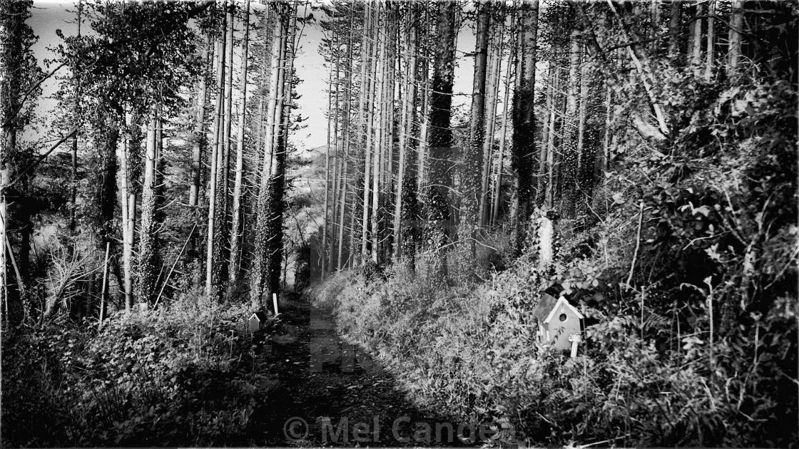 Forest Of The Wee Folk Black And White License Download Or Print For 12 40 Photos Picfair Nursery rhymes and baby songs | kids songs by dave and ava download our videos & games: picfair