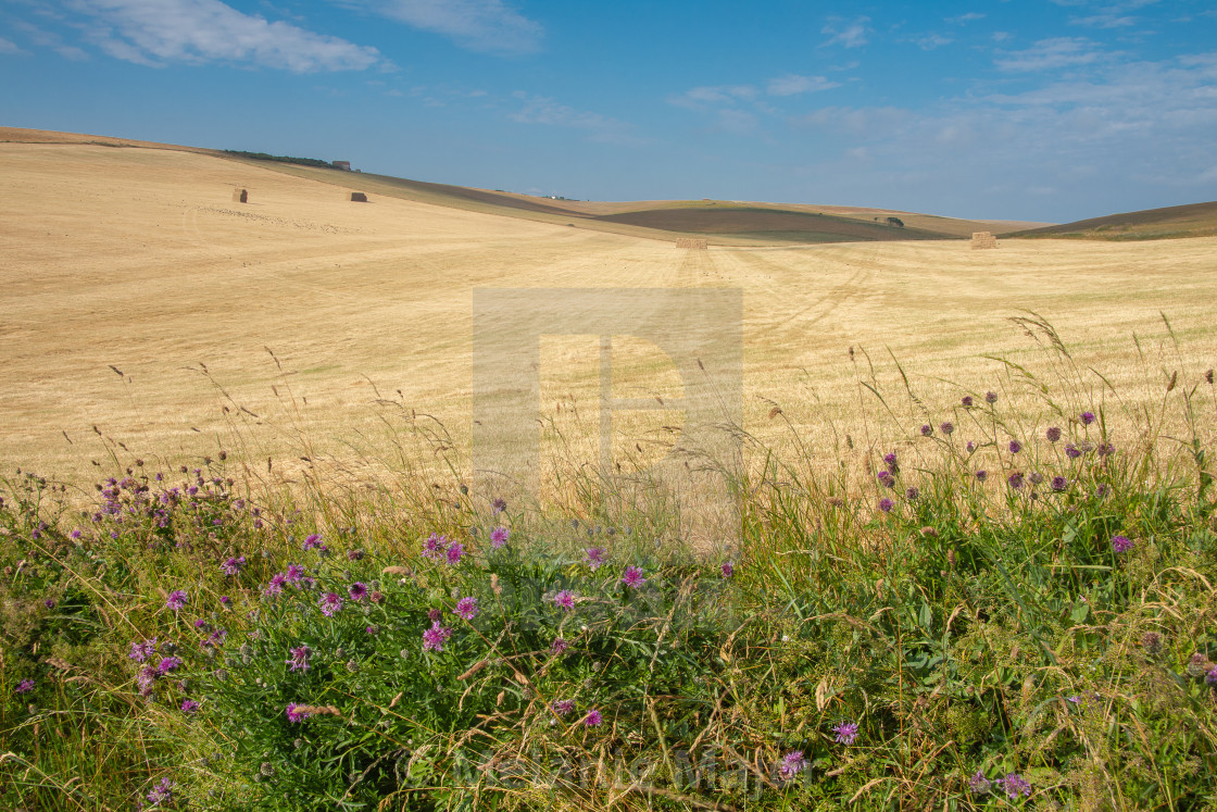 "Sussex countryside near East Dean" by Melanie Major - $7.70 "Sussex countryside near East Dean" stock image